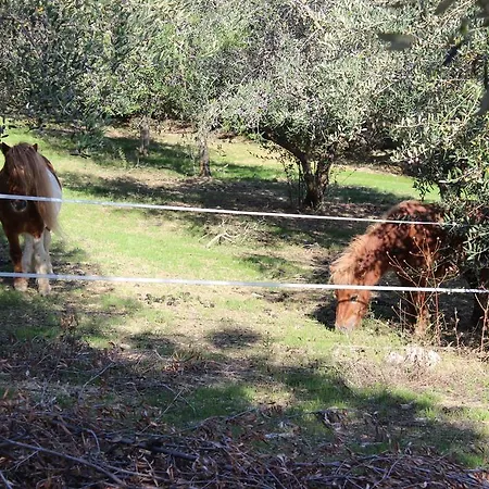 Casale Delle Rose B&B Fattoria Отель типа 