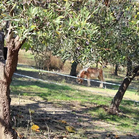 Casale Delle Rose B&B Fattoria