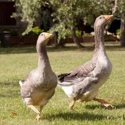 Casale Delle Rose Fattoria Montepagano