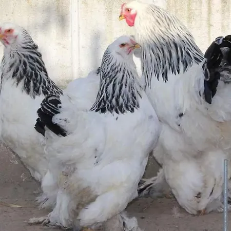 Casale Delle Rose Fattoria 3* Montepagano