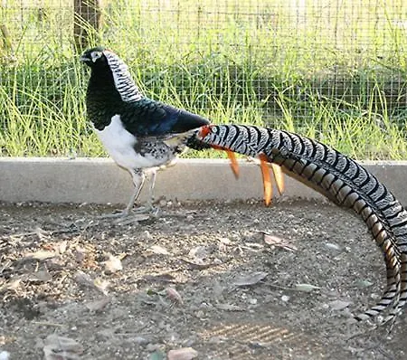 Casale Delle Rose Fattoria 3* Montepagano