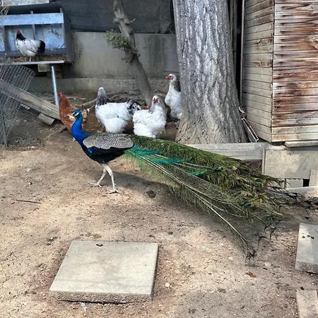 Casale Delle Rose Fattoria Montepagano