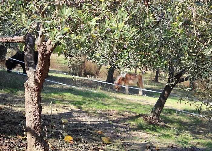 Casale Delle Rose Fattoria