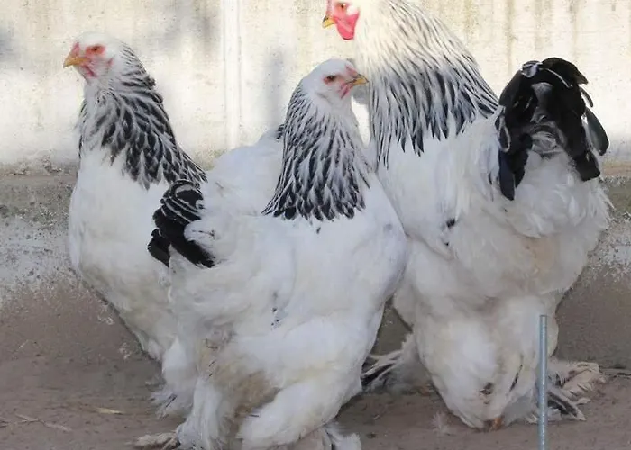 Casale Delle Rose Fattoria 3* Montepagano