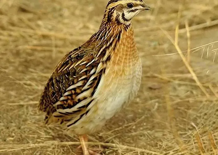 Bed & Breakfast Casale Delle Rose Fattoria 3*