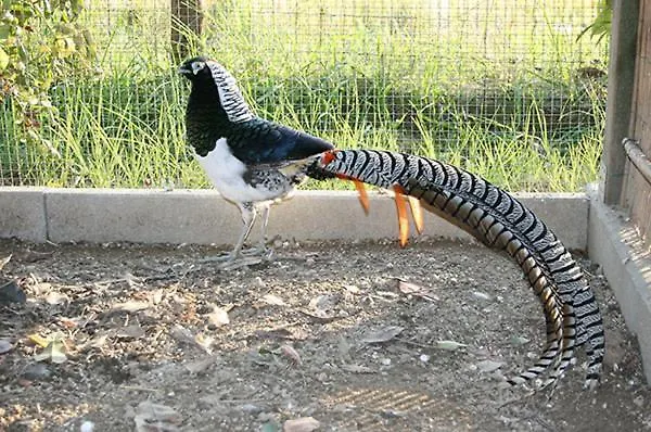 Casale Delle Rose Fattoria 3* Montepagano