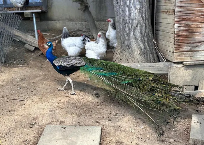 Casale Delle Rose Fattoria Montepagano